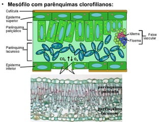 • Mesófilo com parênquimas clorofilianos:
 