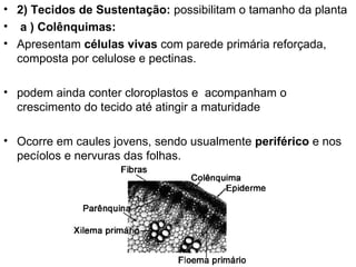 • 2) Tecidos de Sustentação: possibilitam o tamanho da planta
• a ) Colênquimas:
• Apresentam células vivas com parede primária reforçada,
  composta por celulose e pectinas.

• podem ainda conter cloroplastos e acompanham o
  crescimento do tecido até atingir a maturidade

• Ocorre em caules jovens, sendo usualmente periférico e nos
  pecíolos e nervuras das folhas.
 