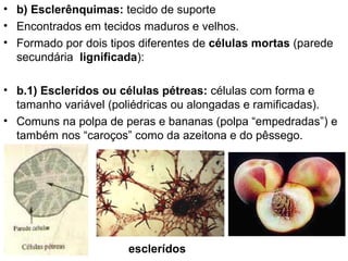 • b) Esclerênquimas: tecido de suporte
• Encontrados em tecidos maduros e velhos.
• Formado por dois tipos diferentes de células mortas (parede
  secundária lignificada):

• b.1) Esclerídos ou células pétreas: células com forma e
  tamanho variável (poliédricas ou alongadas e ramificadas).
• Comuns na polpa de peras e bananas (polpa “empedradas”) e
  também nos “caroços” como da azeitona e do pêssego.




                       esclerídos
 