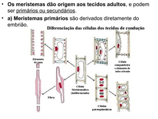 • Os meristemas dão origem aos tecidos adultos, e podem
  ser primários ou secundários.
• a) Meristemas primários são derivados diretamente do
  embrião.
 