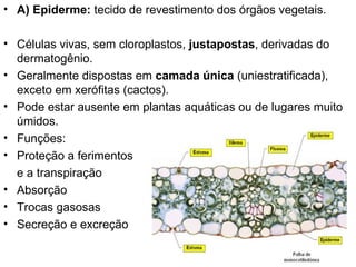 • A) Epiderme: tecido de revestimento dos órgãos vegetais.

• Células vivas, sem cloroplastos, justapostas, derivadas do
  dermatogênio.
• Geralmente dispostas em camada única (uniestratificada),
  exceto em xerófitas (cactos).
• Pode estar ausente em plantas aquáticas ou de lugares muito
  úmidos.
• Funções:
• Proteção a ferimentos
  e a transpiração
• Absorção
• Trocas gasosas
• Secreção e excreção
 