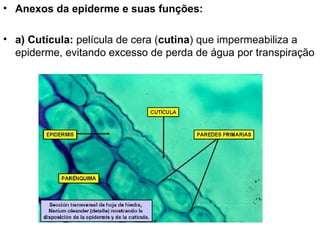 • Anexos da epiderme e suas funções:

• a) Cutícula: película de cera (cutina) que impermeabiliza a
  epiderme, evitando excesso de perda de água por transpiração
 