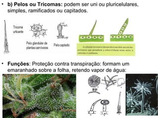 • b) Pelos ou Tricomas: podem ser uni ou pluricelulares,
  simples, ramificados ou capitados.




• Funções: Proteção contra transpiração: formam um
  emaranhado sobre a folha, retendo vapor de água:
 
