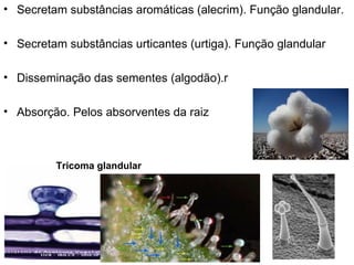 • Secretam substâncias aromáticas (alecrim). Função glandular.

• Secretam substâncias urticantes (urtiga). Função glandular

• Disseminação das sementes (algodão).r

• Absorção. Pelos absorventes da raiz



         Tricoma glandular
 