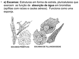 • e) Escamas: Estruturas em forma de estrela, pluricelulares que
  exercem as função de absorção de água em bromélias
  (epífitas com raízes e caules aéreos). Funciona como uma
  esponja.
 