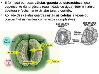 • È formada por duas células-guarda ou estomáticas, que
  dependente da turgência (quantidade de água) determinam a
  abertura e fechamento da abertura, o ostíolo.
• Ao lado das células guardas estão as células anexas ou
  companheiras (ambas com muitos cloroplastos)
 