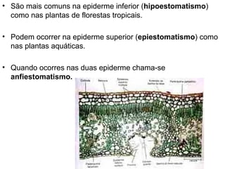 • São mais comuns na epiderme inferior (hipoestomatismo)
  como nas plantas de florestas tropicais.

• Podem ocorrer na epiderme superior (epiestomatismo) como
  nas plantas aquáticas.

• Quando ocorres nas duas epiderme chama-se
  anfiestomatismo.
 