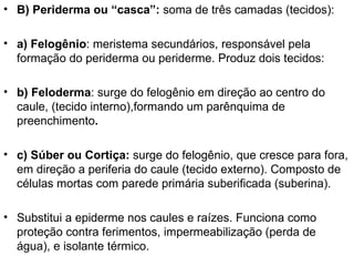 • B) Periderma ou “casca”: soma de três camadas (tecidos):

• a) Felogênio: meristema secundários, responsável pela
  formação do periderma ou periderme. Produz dois tecidos:

• b) Feloderma: surge do felogênio em direção ao centro do
  caule, (tecido interno),formando um parênquima de
  preenchimento.

• c) Súber ou Cortiça: surge do felogênio, que cresce para fora,
  em direção a periferia do caule (tecido externo). Composto de
  células mortas com parede primária suberificada (suberina).

• Substitui a epiderme nos caules e raízes. Funciona como
  proteção contra ferimentos, impermeabilização (perda de
  água), e isolante térmico.
 