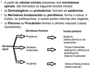• A partir de células iniciais presentes nos meristemas
  apicais, são formados os seguinte tecidos iniciais:
• a) Dermatogênio ou protoderme: formam as epidermes.
• b) Meristema fundamental ou pleriblema, forma o casca, o
  cortex, os parênquimas e outras partes internas dos vegetais.
• c) Pleroma ou Procâmbio formas o cilindro vascular (vasos
  condutores).
 