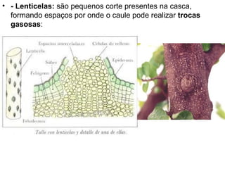• - Lenticelas: são pequenos corte presentes na casca,
  formando espaços por onde o caule pode realizar trocas
  gasosas:
 