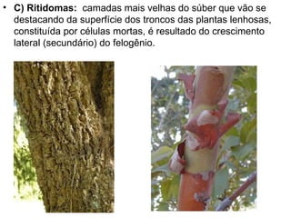 • C) Ritidomas: camadas mais velhas do súber que vão se
  destacando da superfície dos troncos das plantas lenhosas,
  constituída por células mortas, é resultado do crescimento
  lateral (secundário) do felogênio.
 
