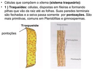• Células que compõem o xilema (sistema traqueário):
• 1 ) Traqueídes: células, dispostas em fileiras e formando
  pilhas que vão da raiz até as folhas. Suas paredes terminais
  são fechadas e a seiva passa somente por pontoações. São
  mais primitivas, comuns em Pteridófitas e gimnospermas.



pontoções
 