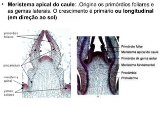 • Meristema apical do caule: .Origina os primórdios foliares e
  as gemas laterais. O crescimento é primário ou longitudinal
  (em direção ao sol)
 