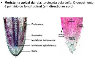 • Meristema apical da raiz: .protegida pela coifa. O crescimento
  é primário ou longitudinal (em direção ao solo)
 