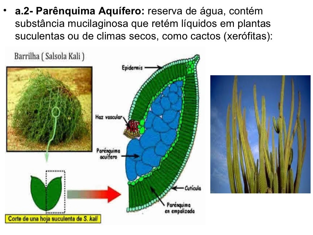 São Importantes Tecidos De Sustentação Dos Vegetais