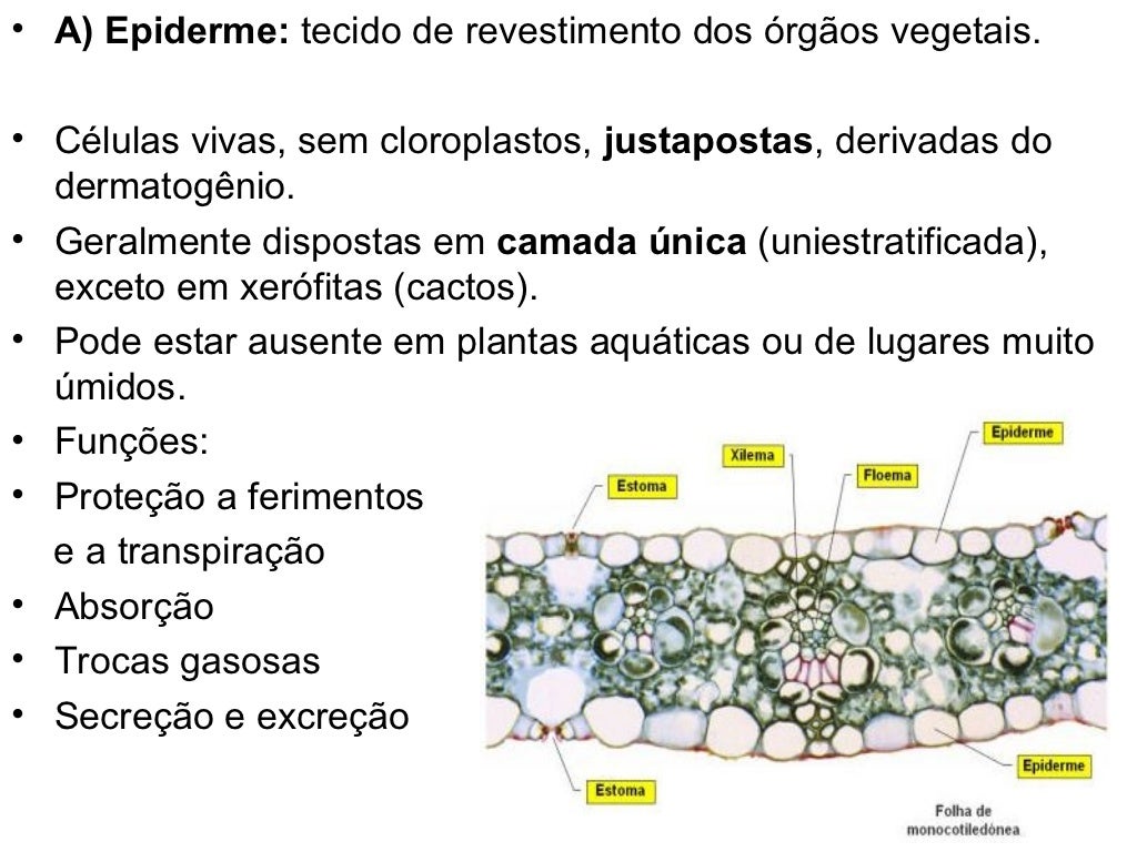 São Importantes Tecidos De Sustentação Dos Vegetais
