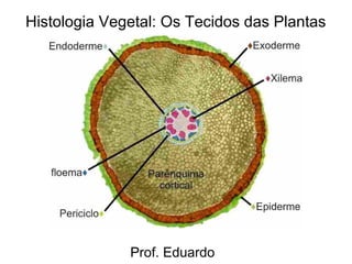 Histologia Vegetal: Os Tecidos das Plantas




              Prof. Eduardo
 