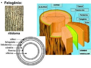 • Felogênio:




    ritidoma
 
