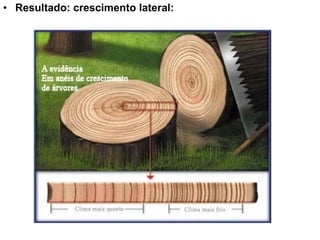 • Resultado: crescimento lateral:
 