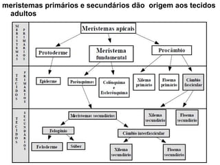 meristemas primários e secundários dão origem aos tecidos
 adultos
 