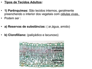 • Tipos de Tecidos Adultos:

• 1) Parênquimas: São tecidos internos, geralmente
  preenchendo o interior dos vegetais com células vivas.
• Podem ser :

• a) Reservas de substâncias: ( ar,água, amido)

• b) Clorofiliano: (paliçádico e lacunoso)
 