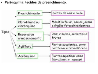 • Parênquima: tecidos de preenchimento.
 