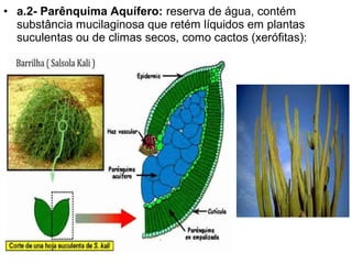 • a.2- Parênquima Aquífero: reserva de água, contém
  substância mucilaginosa que retém líquidos em plantas
  suculentas ou de climas secos, como cactos (xerófitas):
 