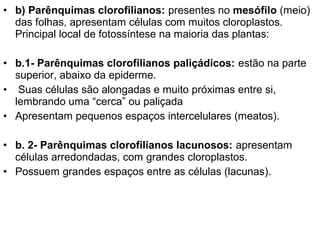 • b) Parênquimas clorofilianos: presentes no mesófilo (meio)
  das folhas, apresentam células com muitos cloroplastos.
  Principal local de fotossíntese na maioria das plantas:

• b.1- Parênquimas clorofilianos paliçádicos: estão na parte
  superior, abaixo da epiderme.
• Suas células são alongadas e muito próximas entre si,
  lembrando uma “cerca” ou paliçada
• Apresentam pequenos espaços intercelulares (meatos).

• b. 2- Parênquimas clorofilianos lacunosos: apresentam
  células arredondadas, com grandes cloroplastos.
• Possuem grandes espaços entre as células (lacunas).
 