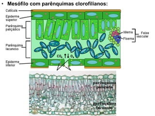 • Mesófilo com parênquimas clorofilianos:
 