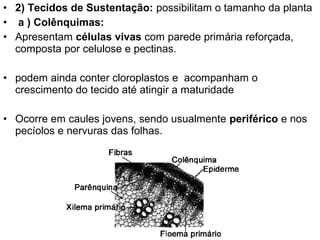 • 2) Tecidos de Sustentação: possibilitam o tamanho da planta
• a ) Colênquimas:
• Apresentam células vivas com parede primária reforçada,
  composta por celulose e pectinas.

• podem ainda conter cloroplastos e acompanham o
  crescimento do tecido até atingir a maturidade

• Ocorre em caules jovens, sendo usualmente periférico e nos
  pecíolos e nervuras das folhas.
 