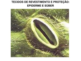 TECIDOS DE REVESTIMENTO E PROTEÇÃO:
          EPIDERME E SÚBER
 
