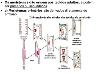 • Os meristemas dão origem aos tecidos adultos, e podem
  ser primários ou secundários.
• a) Meristemas primários são derivados diretamente do
  embrião.
 