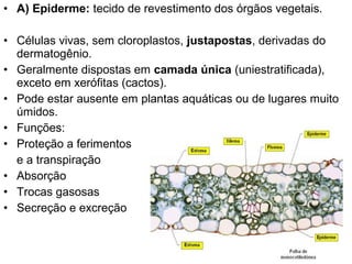 • A) Epiderme: tecido de revestimento dos órgãos vegetais.

• Células vivas, sem cloroplastos, justapostas, derivadas do
  dermatogênio.
• Geralmente dispostas em camada única (uniestratificada),
  exceto em xerófitas (cactos).
• Pode estar ausente em plantas aquáticas ou de lugares muito
  úmidos.
• Funções:
• Proteção a ferimentos
  e a transpiração
• Absorção
• Trocas gasosas
• Secreção e excreção
 