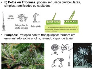 • b) Pelos ou Tricomas: podem ser uni ou pluricelulares,
  simples, ramificados ou capitados.




• Funções: Proteção contra transpiração: formam um
  emaranhado sobre a folha, retendo vapor de água:
 