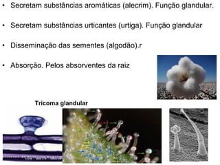 • Secretam substâncias aromáticas (alecrim). Função glandular.

• Secretam substâncias urticantes (urtiga). Função glandular

• Disseminação das sementes (algodão).r

• Absorção. Pelos absorventes da raiz




         Tricoma glandular
 