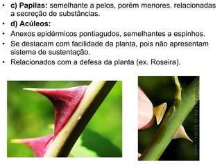 • c) Papilas: semelhante a pelos, porém menores, relacionadas
  a secreção de substâncias.
• d) Acúleos:
• Anexos epidérmicos pontiagudos, semelhantes a espinhos.
• Se destacam com facilidade da planta, pois não apresentam
  sistema de sustentação.
• Relacionados com a defesa da planta (ex. Roseira).
 