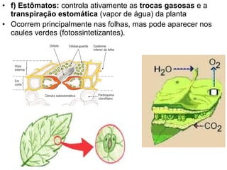 • f) Estômatos: controla ativamente as trocas gasosas e a
  transpiração estomática (vapor de água) da planta
• Ocorrem principalmente nas folhas, mas pode aparecer nos
  caules verdes (fotossintetizantes).
 