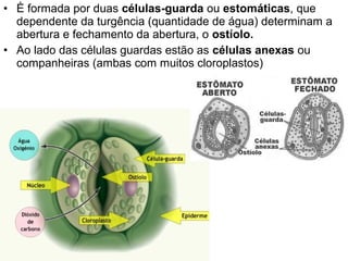 • È formada por duas células-guarda ou estomáticas, que
  dependente da turgência (quantidade de água) determinam a
  abertura e fechamento da abertura, o ostíolo.
• Ao lado das células guardas estão as células anexas ou
  companheiras (ambas com muitos cloroplastos)
 
