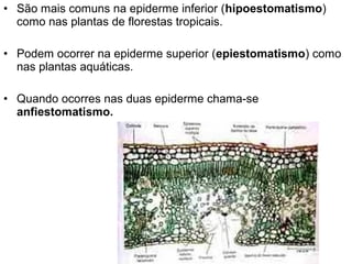 • São mais comuns na epiderme inferior (hipoestomatismo)
  como nas plantas de florestas tropicais.

• Podem ocorrer na epiderme superior (epiestomatismo) como
  nas plantas aquáticas.

• Quando ocorres nas duas epiderme chama-se
  anfiestomatismo.
 