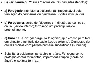 • B) Periderma ou “casca”: soma de três camadas (tecidos):

• a) Felogênio: meristema secundários, responsável pela
  formação do periderma ou periderme. Produz dois tecidos:

• b) Feloderma: surge do felogênio em direção ao centro do
  caule, (tecido interno),formando um parênquima de
  preenchimento.

• c) Súber ou Cortiça: surge do felogênio, que cresce para fora,
  em direção a periferia do caule (tecido externo). Composto de
  células mortas com parede primária suberificada (suberina).

• Substitui a epiderme nos caules e raízes. Funciona como
  proteção contra ferimentos, impermeabilização (perda de
  água), e isolante térmico.
 