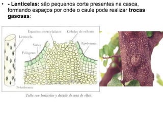 • - Lenticelas: são pequenos corte presentes na casca,
  formando espaços por onde o caule pode realizar trocas
  gasosas:
 