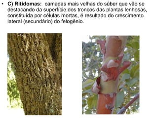 • C) Ritidomas: camadas mais velhas do súber que vão se
  destacando da superfície dos troncos das plantas lenhosas,
  constituída por células mortas, é resultado do crescimento
  lateral (secundário) do felogênio.
 