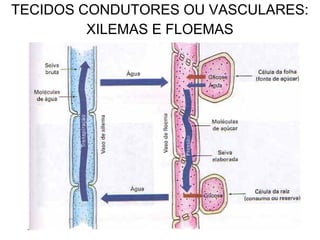 TECIDOS CONDUTORES OU VASCULARES:
         XILEMAS E FLOEMAS
 