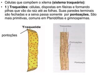 • Células que compõem o xilema (sistema traqueário):
• 1 ) Traqueídes: células, dispostas em fileiras e formando
  pilhas que vão da raiz até as folhas. Suas paredes terminais
  são fechadas e a seiva passa somente por pontoações. São
  mais primitivas, comuns em Pteridófitas e gimnospermas.




pontoções
 