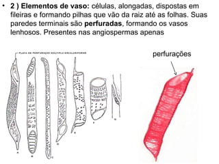 • 2 ) Elementos de vaso: células, alongadas, dispostas em
  fileiras e formando pilhas que vão da raiz até as folhas. Suas
  paredes terminais são perfuradas, formando os vasos
  lenhosos. Presentes nas angiospermas apenas

                                              perfurações
 