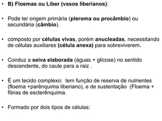 • B) Floemas ou Líber (vasos liberianos):

• Pode ter origem primária (pleroma ou procâmbio) ou
  secundária (câmbio).

• composto por células vivas, porém anucleadas, necessitando
  de células auxiliares (célula anexa) para sobreviverem.

• Conduz a seiva elaborada (águas + glicose) no sentido
  descendente, do caule para a raiz .

• È um tecido complexo: tem função de reserva de nutrientes
  (floema +parênquima liberiano), e de sustentação (Floema +
  fibras de esclerênquima.

• Formado por dois tipos de células:
 