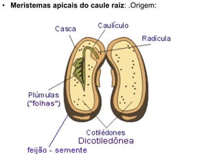 • Meristemas apicais do caule raiz: .Origem:
 