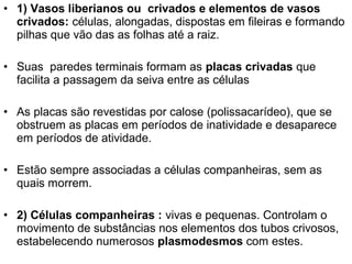 • 1) Vasos liberianos ou crivados e elementos de vasos
  crivados: células, alongadas, dispostas em fileiras e formando
  pilhas que vão das as folhas até a raiz.

• Suas paredes terminais formam as placas crivadas que
  facilita a passagem da seiva entre as células

• As placas são revestidas por calose (polissacarídeo), que se
  obstruem as placas em períodos de inatividade e desaparece
  em períodos de atividade.

• Estão sempre associadas a células companheiras, sem as
  quais morrem.

• 2) Células companheiras : vivas e pequenas. Controlam o
  movimento de substâncias nos elementos dos tubos crivosos,
  estabelecendo numerosos plasmodesmos com estes.
 