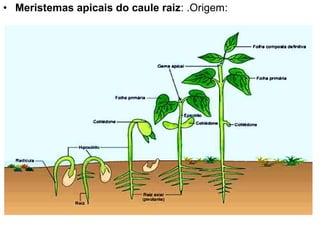 • Meristemas apicais do caule raiz: .Origem:
 