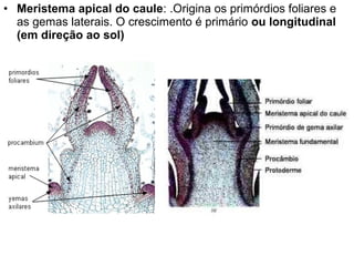 • Meristema apical do caule: .Origina os primórdios foliares e
  as gemas laterais. O crescimento é primário ou longitudinal
  (em direção ao sol)
 